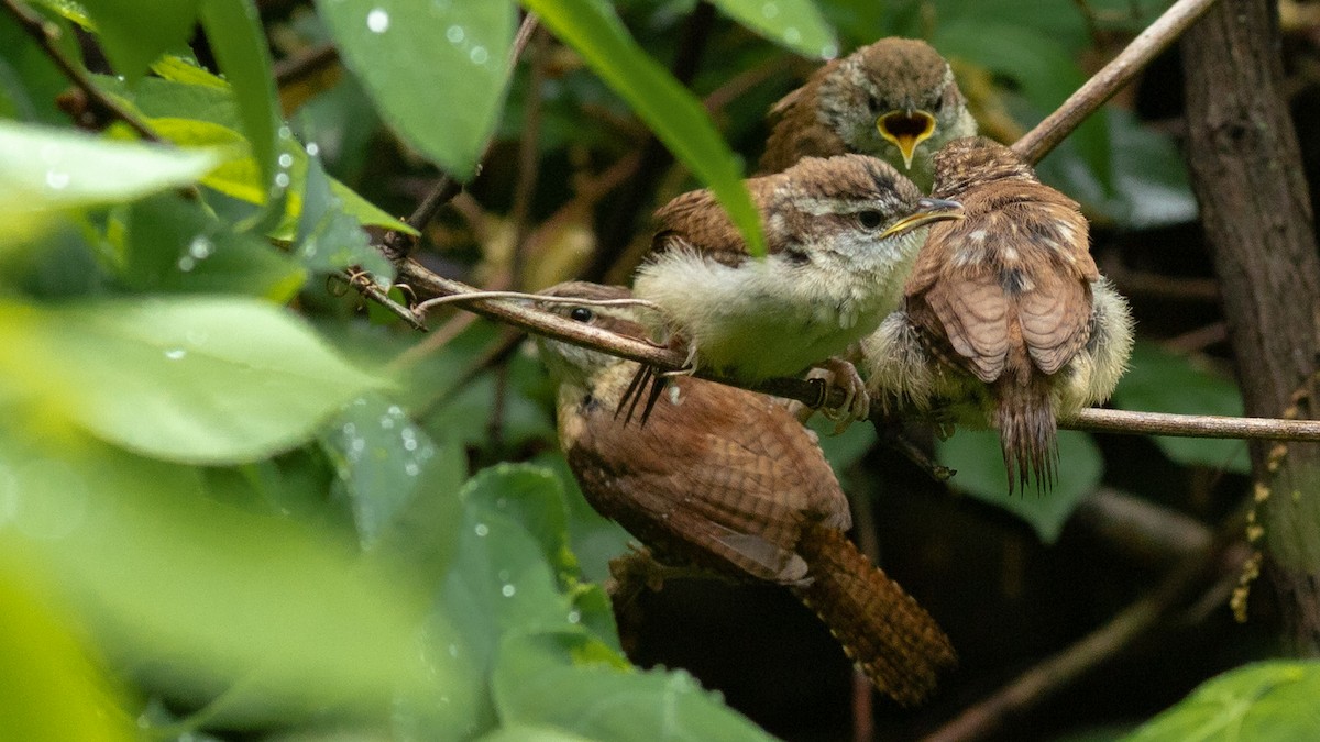 Carolina Wren - ML565069861