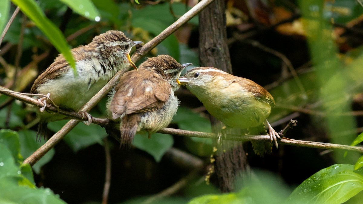 Carolina Wren - ML565069871