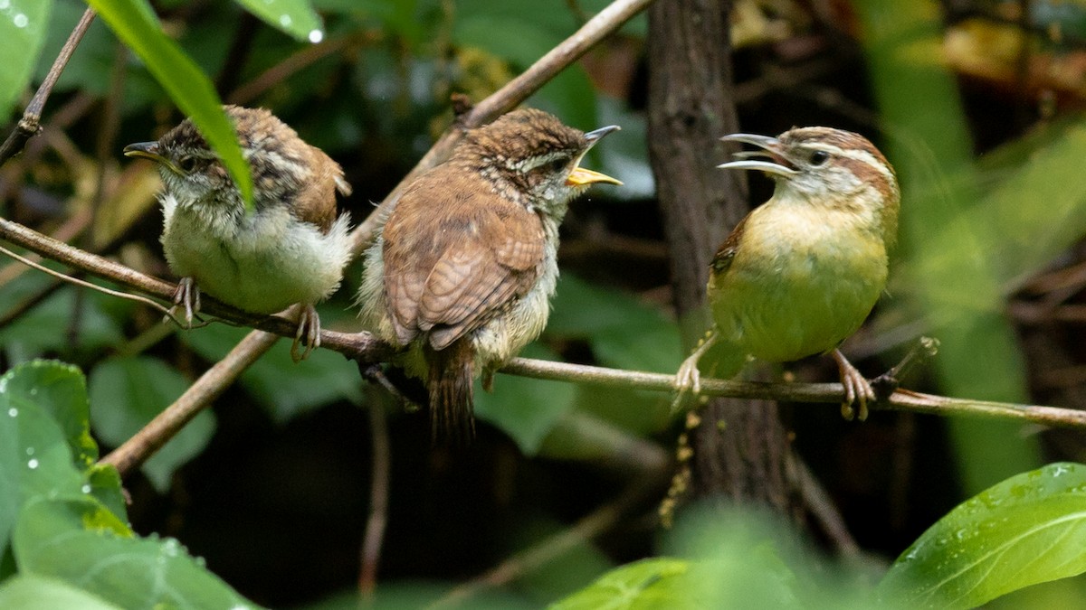 Carolina Wren - ML565069881