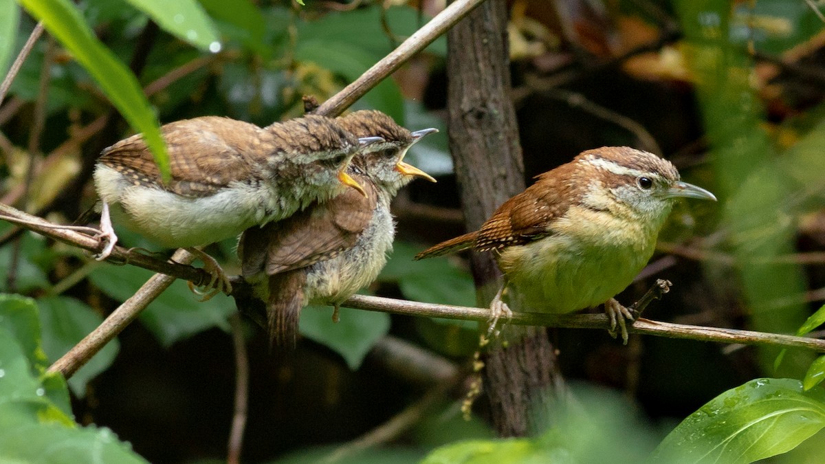 Carolina Wren - ML565069891