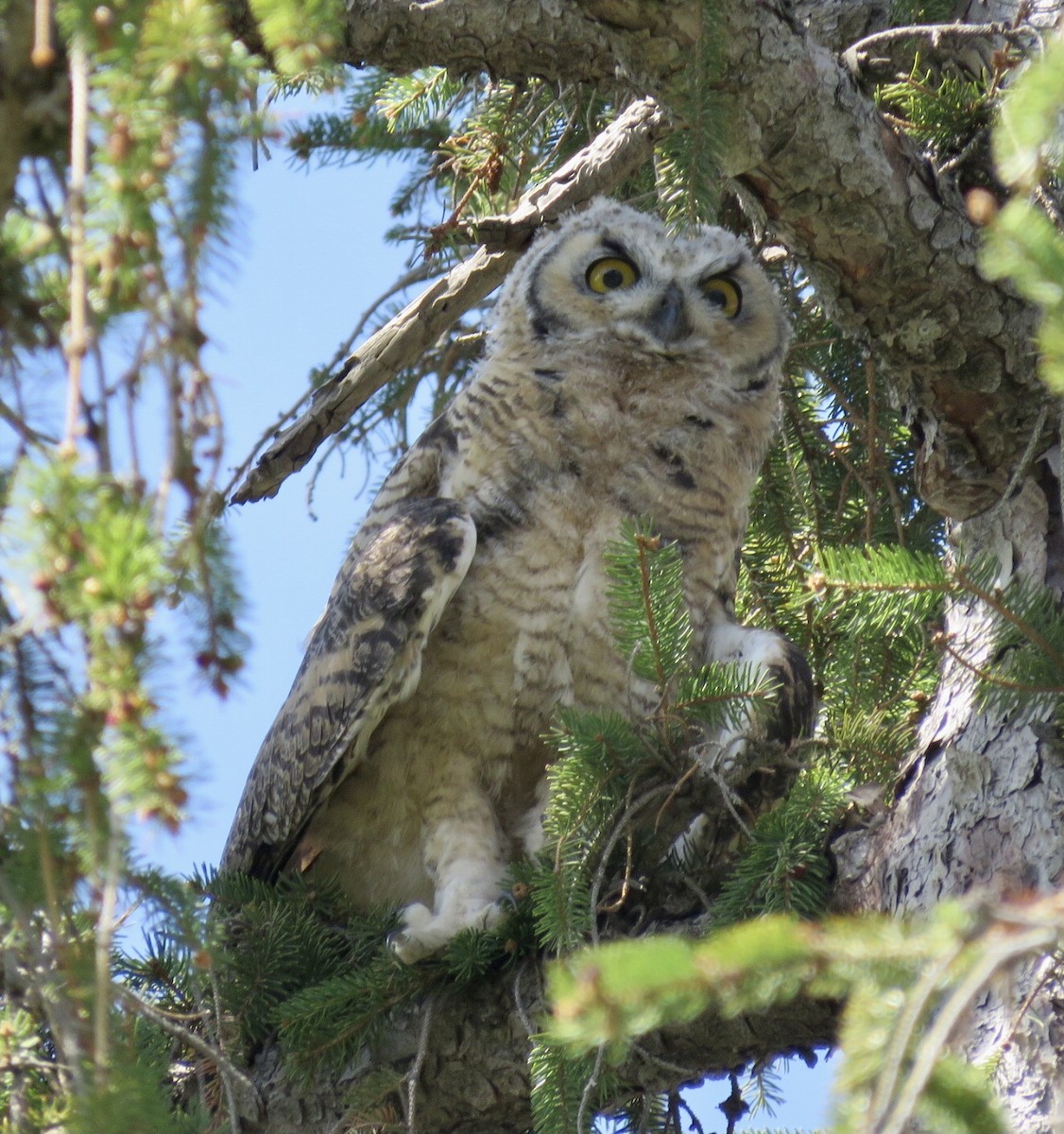 Great Horned Owl - ML565070531