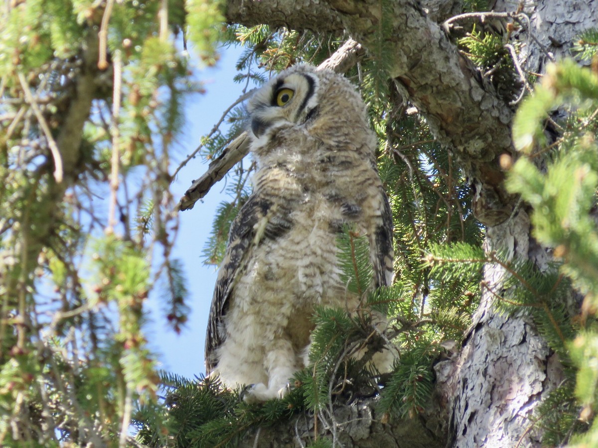 Great Horned Owl - ML565070691