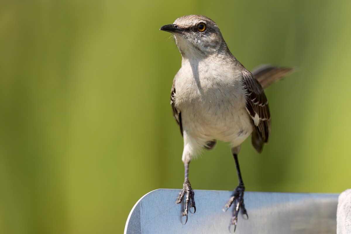 Northern Mockingbird - ML565071231