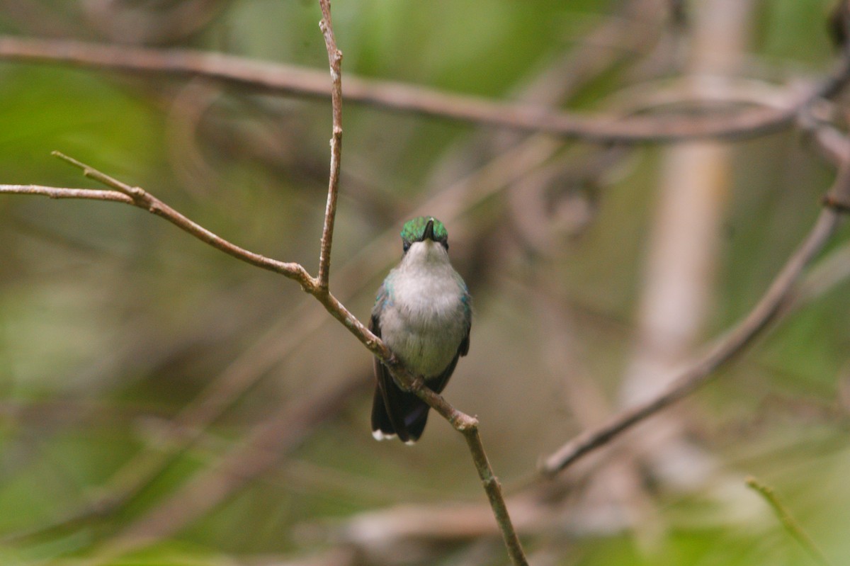 Blue-tailed Emerald - ML565071981