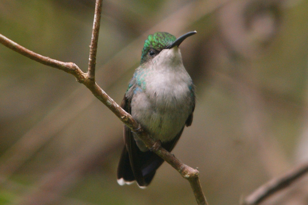 Blue-tailed Emerald - ML565072001