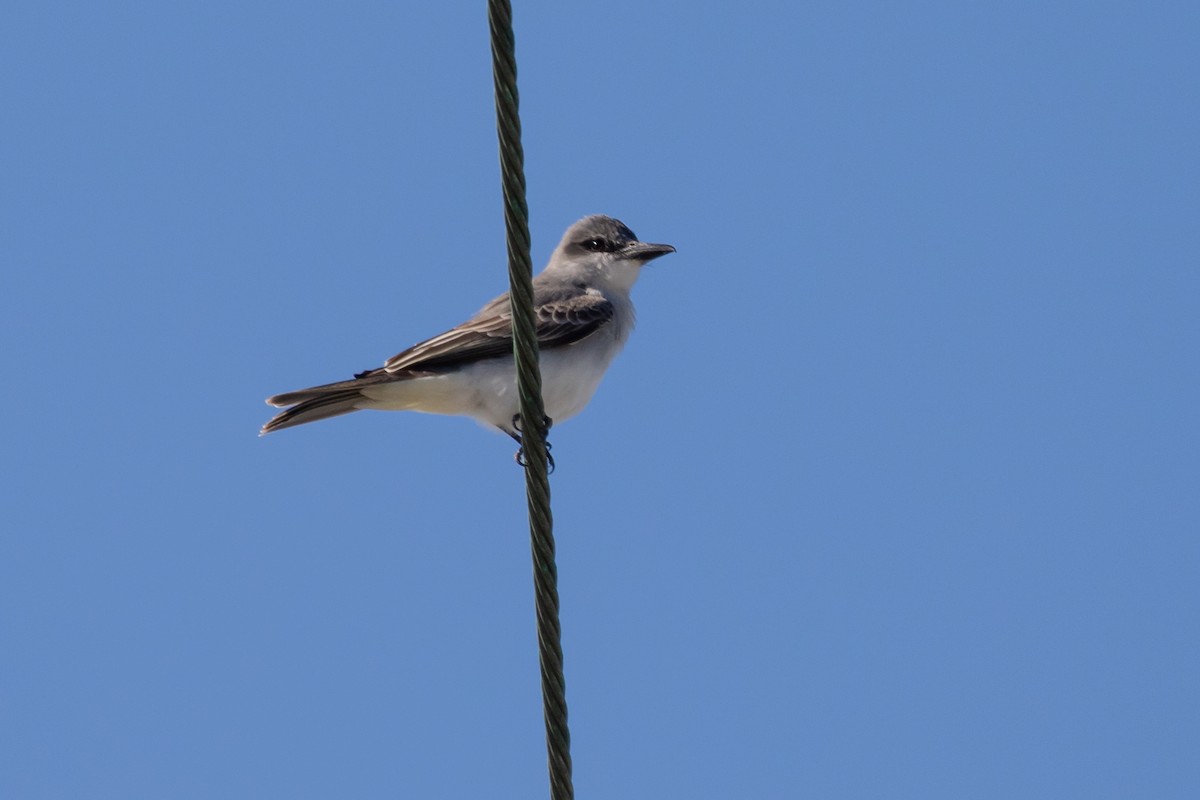 Gray Kingbird - ML565072011