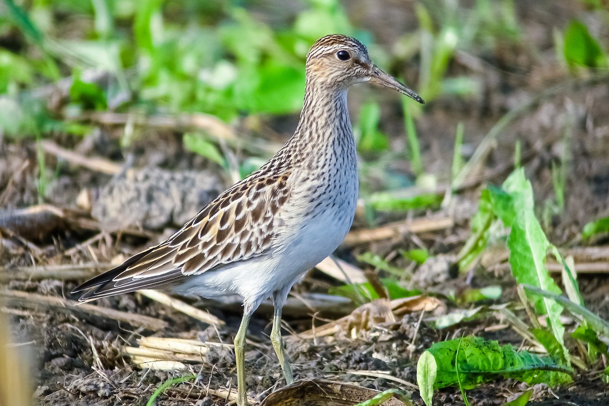 Pectoral Sandpiper - ML565072311