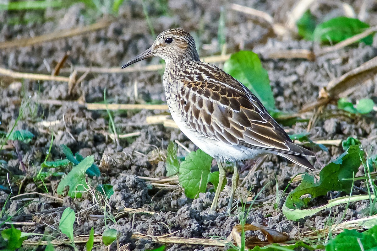 Pectoral Sandpiper - ML565072321