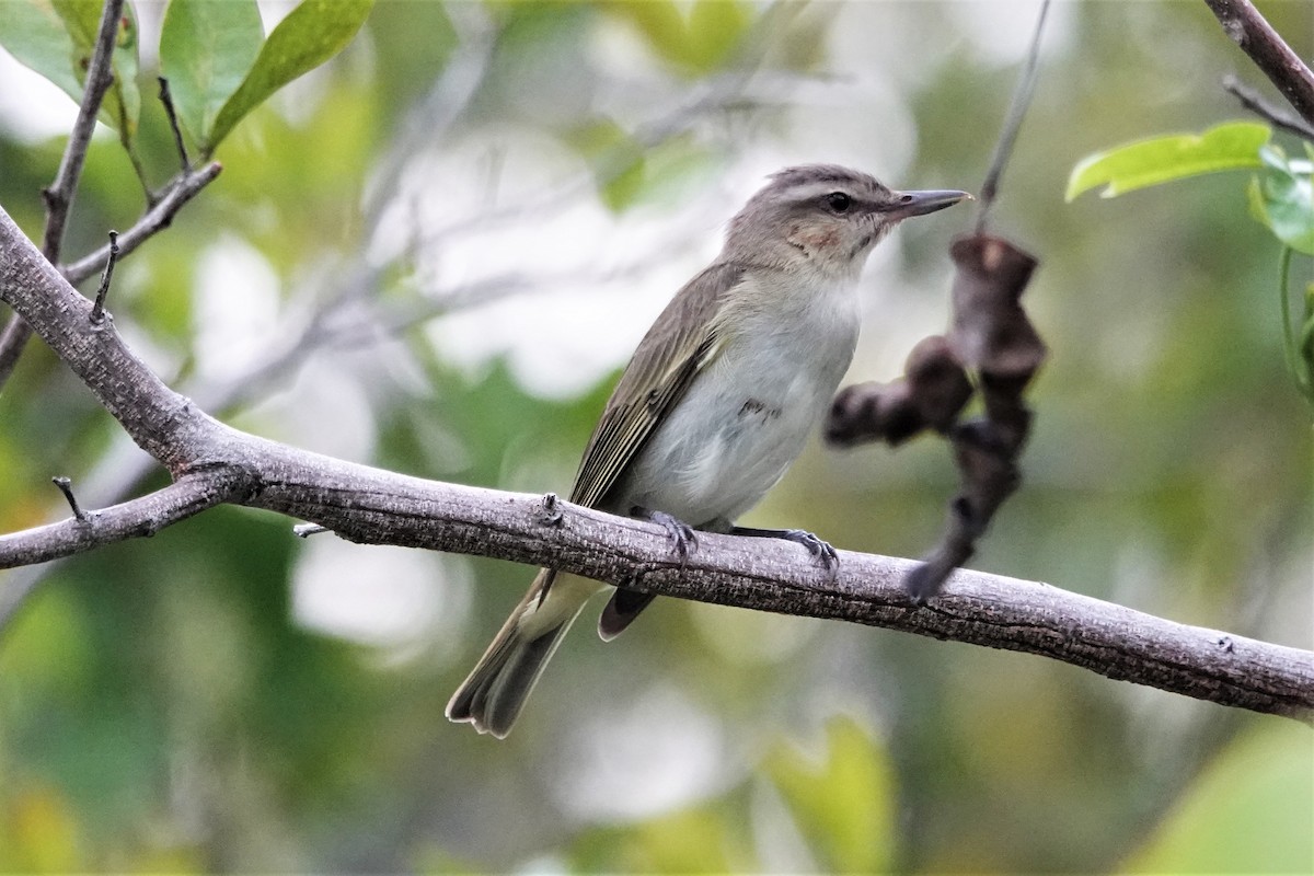 Black-whiskered Vireo - ML565076501