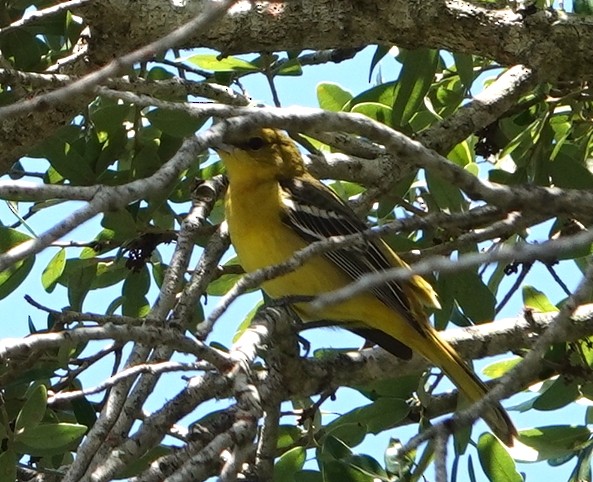 Orchard Oriole - ML565076781