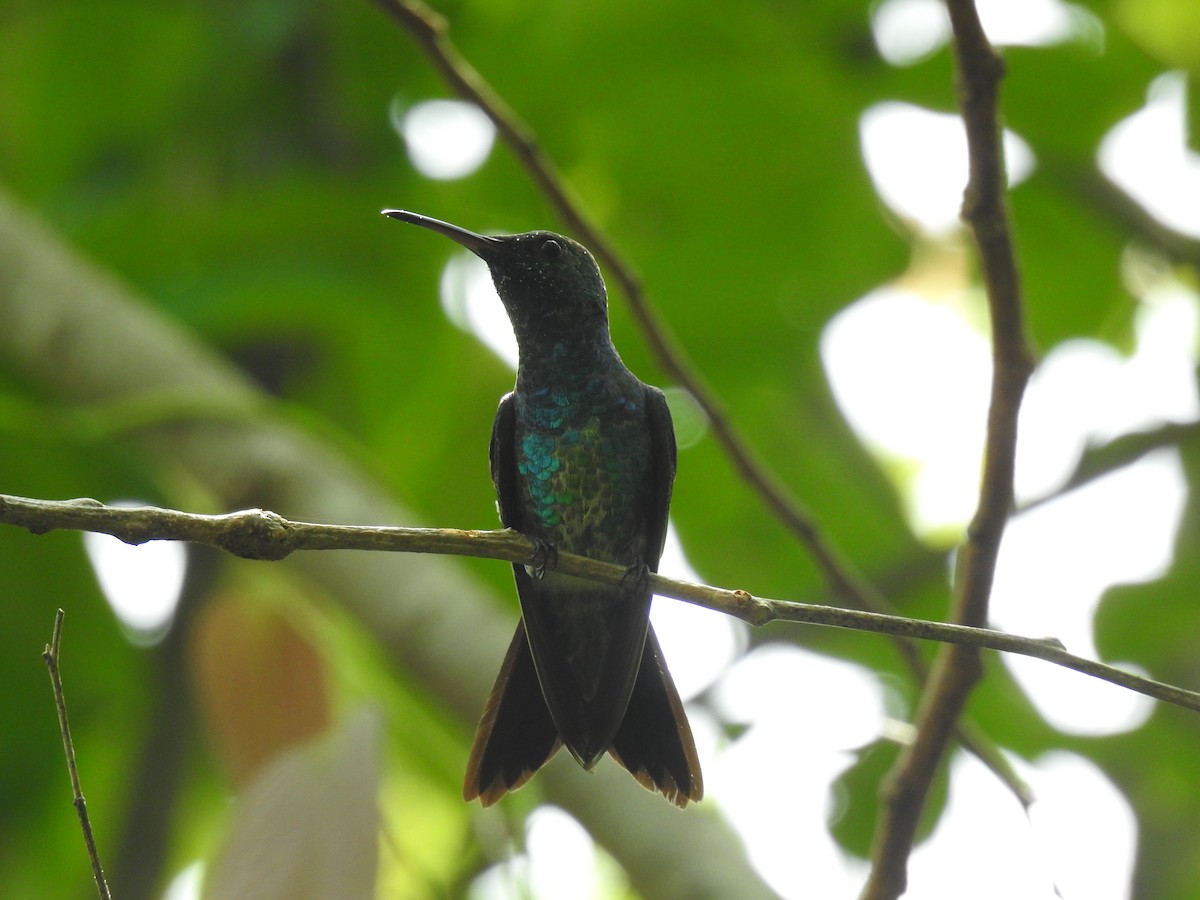 Steely-vented Hummingbird - ML565078261