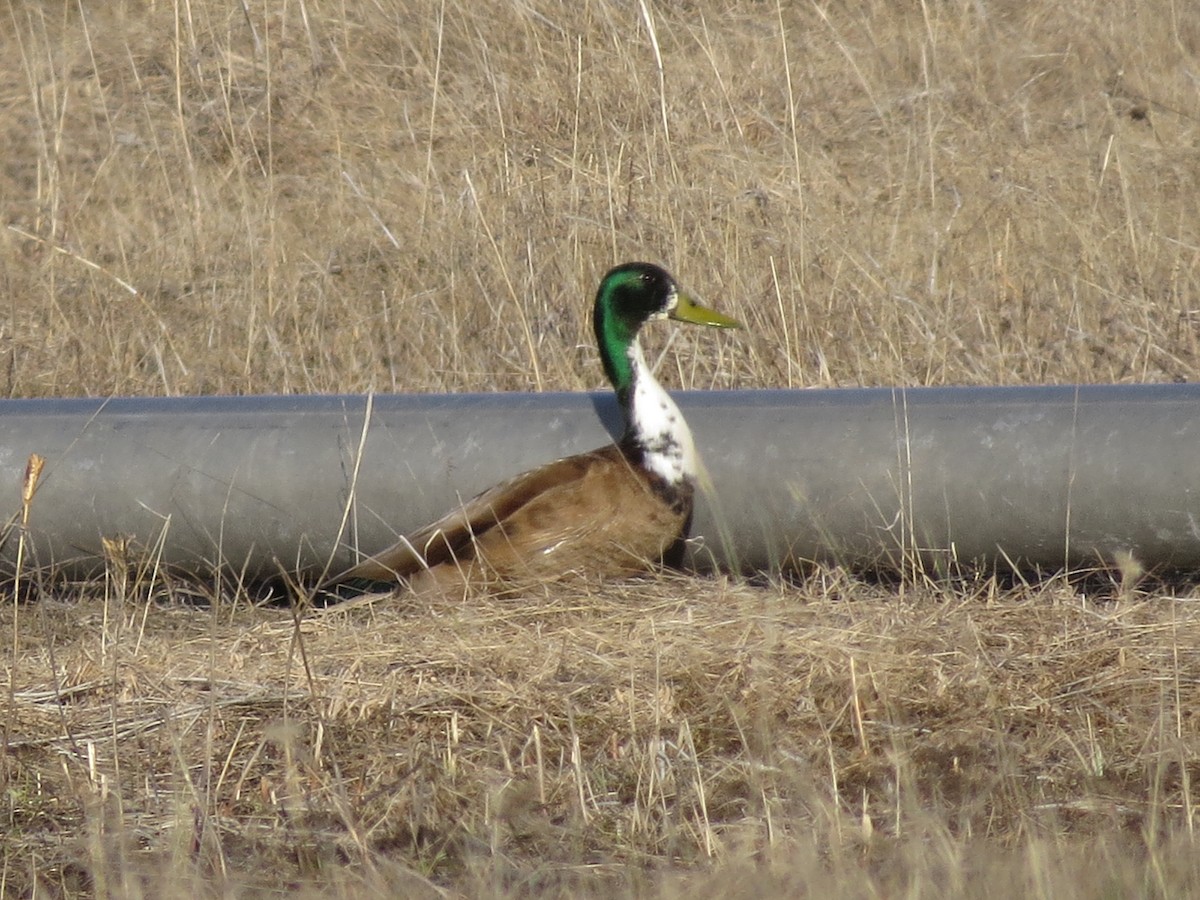 Mallard (Domestic type) - ML565078321