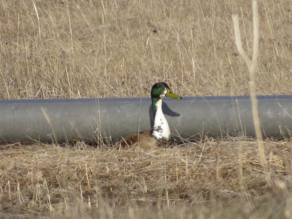 Canard colvert (forme domestique) - ML565078331