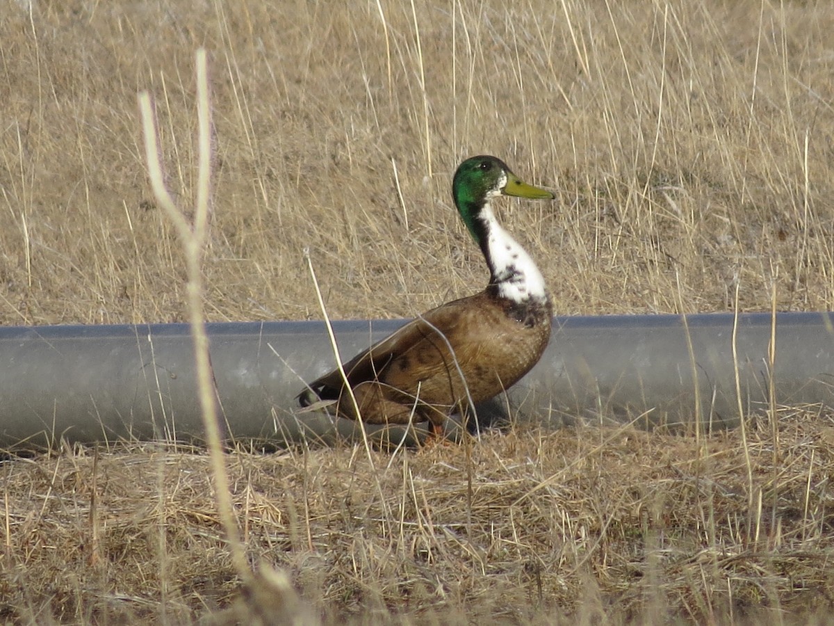 Mallard (Domestic type) - ML565078351