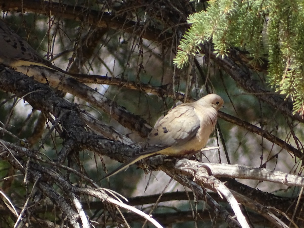 Mourning Dove - Richard and Janice Drummond