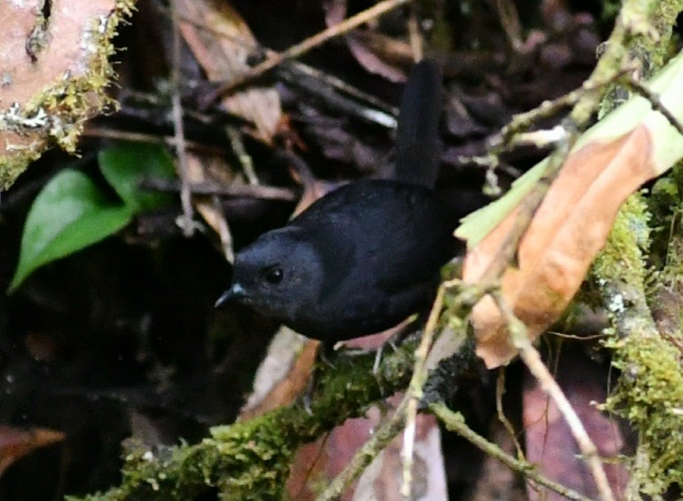 Magdalena Tapaculo - Sergio Andres Dueñas Trejo