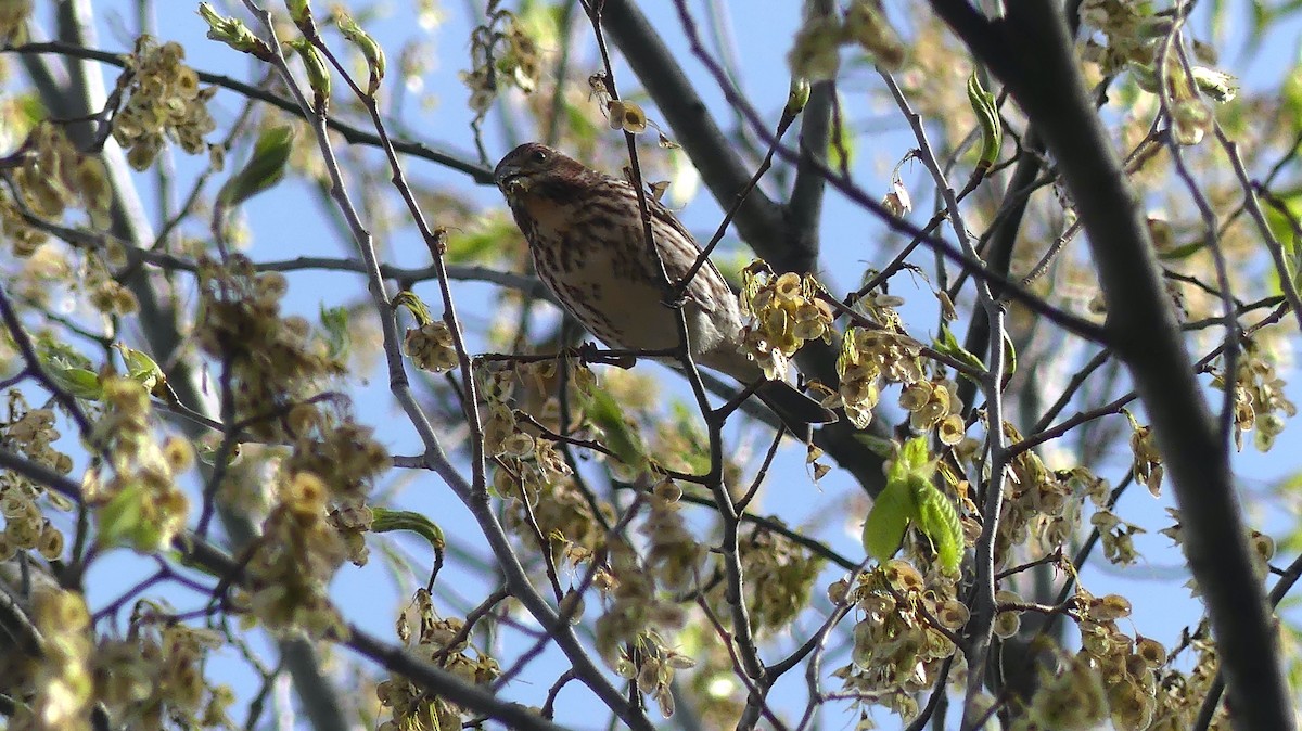 Purple Finch - ML565081451