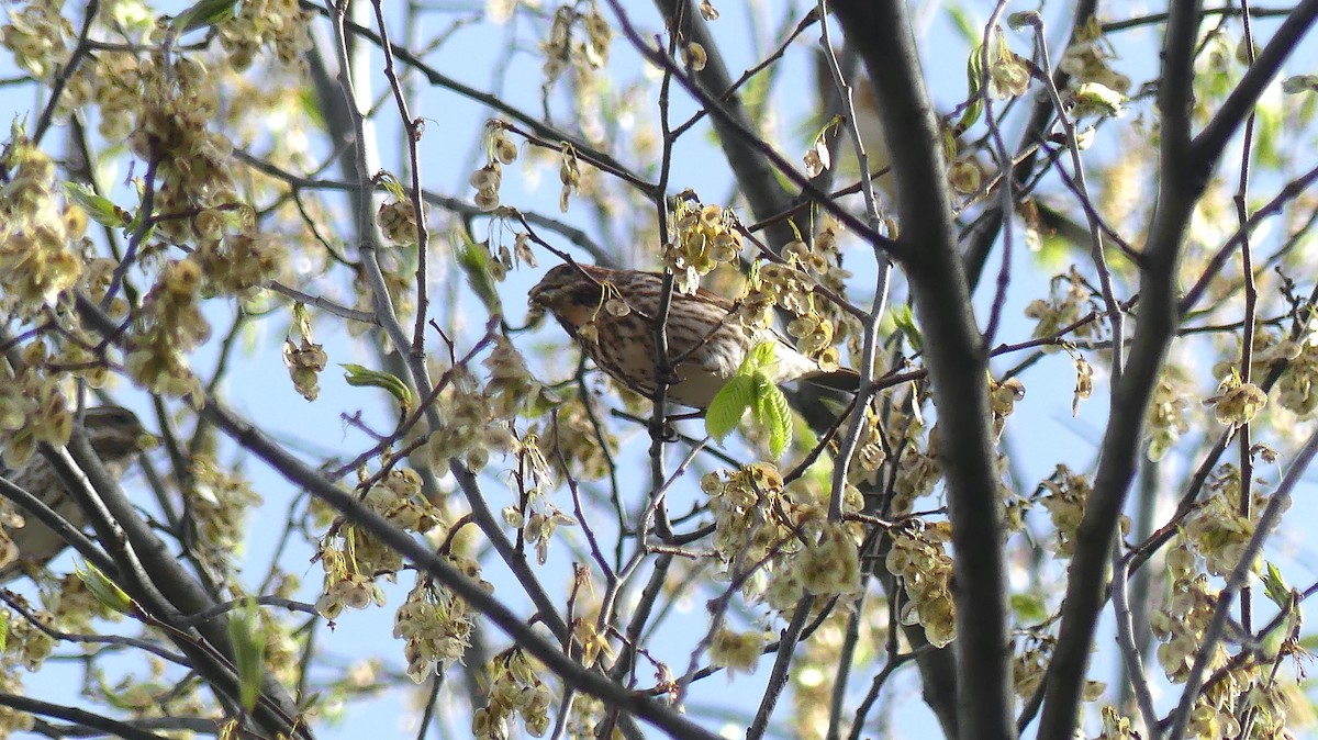 Purple Finch - ML565081481