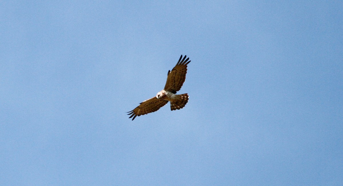 Short-toed Snake-Eagle - ML565081801