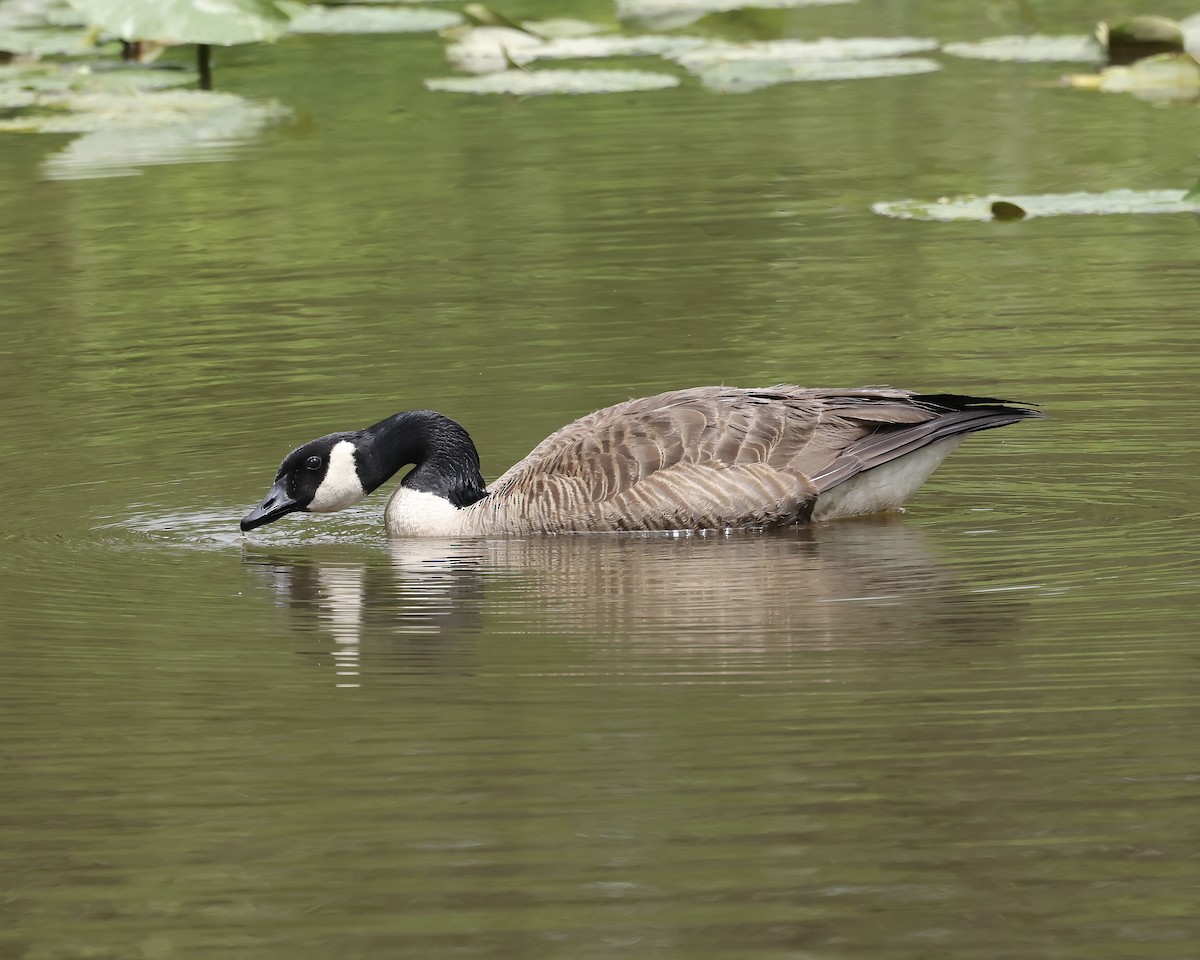 Canada Goose - ML565084551