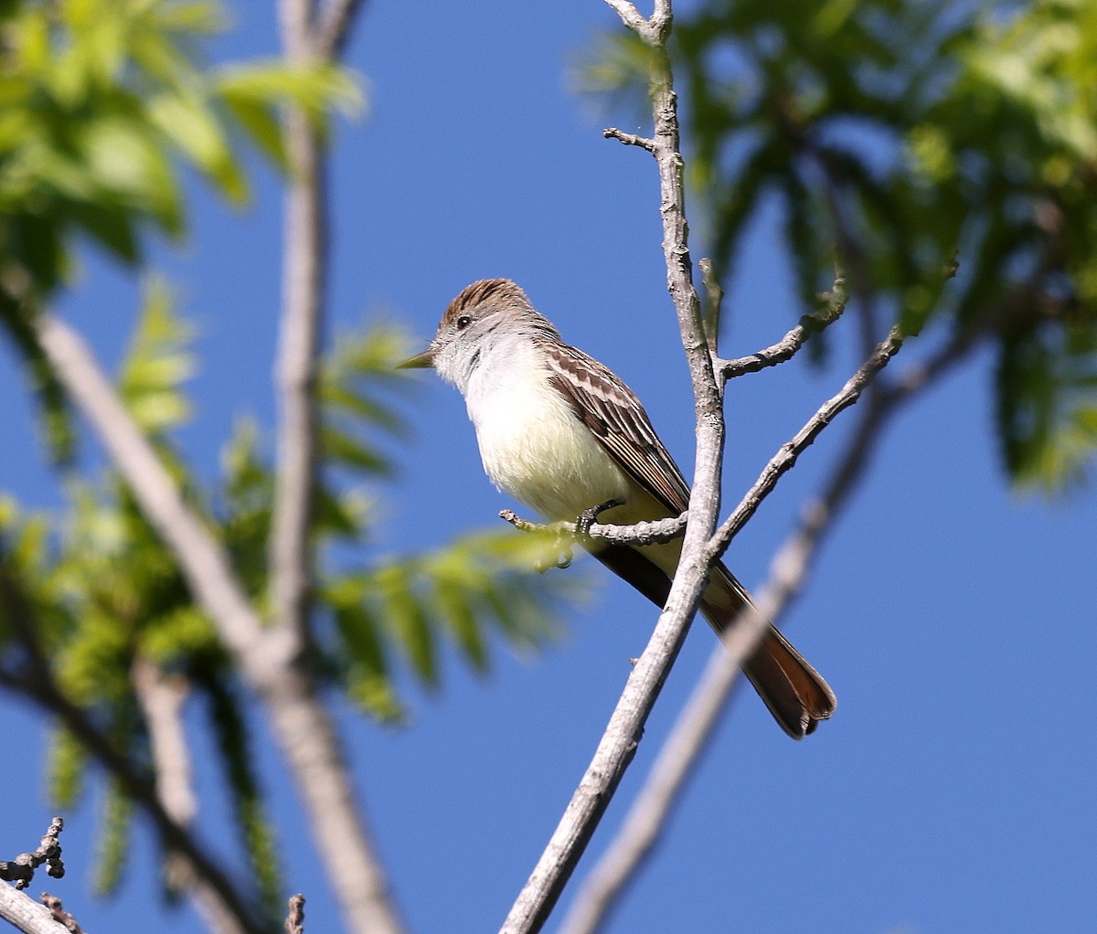 Ash-throated Flycatcher - Will German