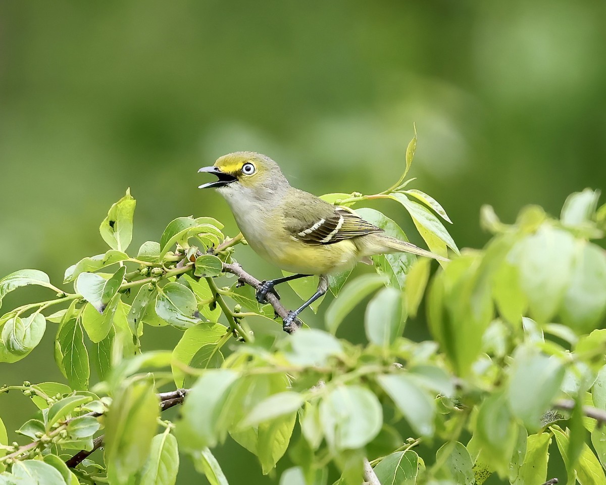 White-eyed Vireo - ML565085101