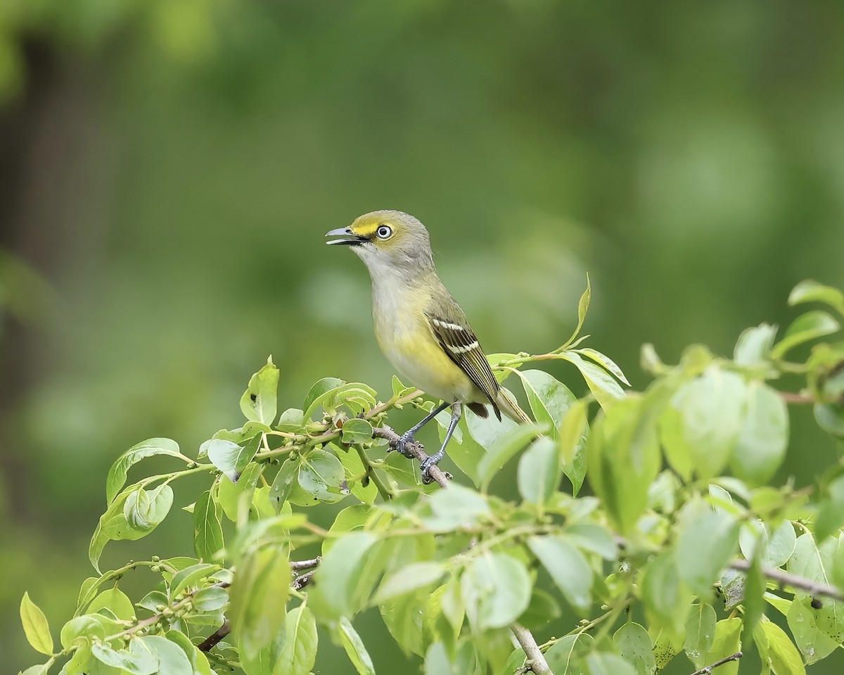 White-eyed Vireo - ML565085111