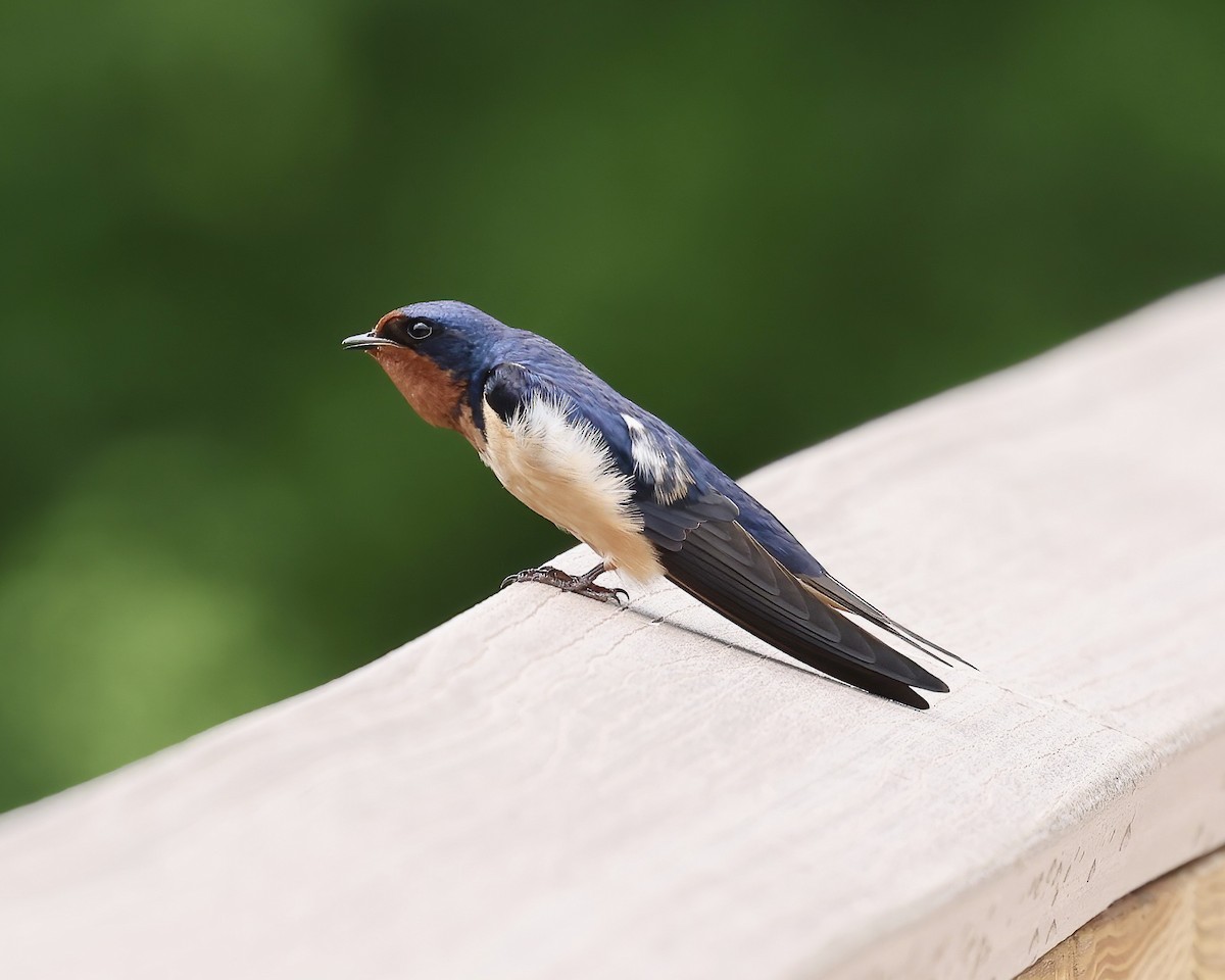 Barn Swallow - ML565085301