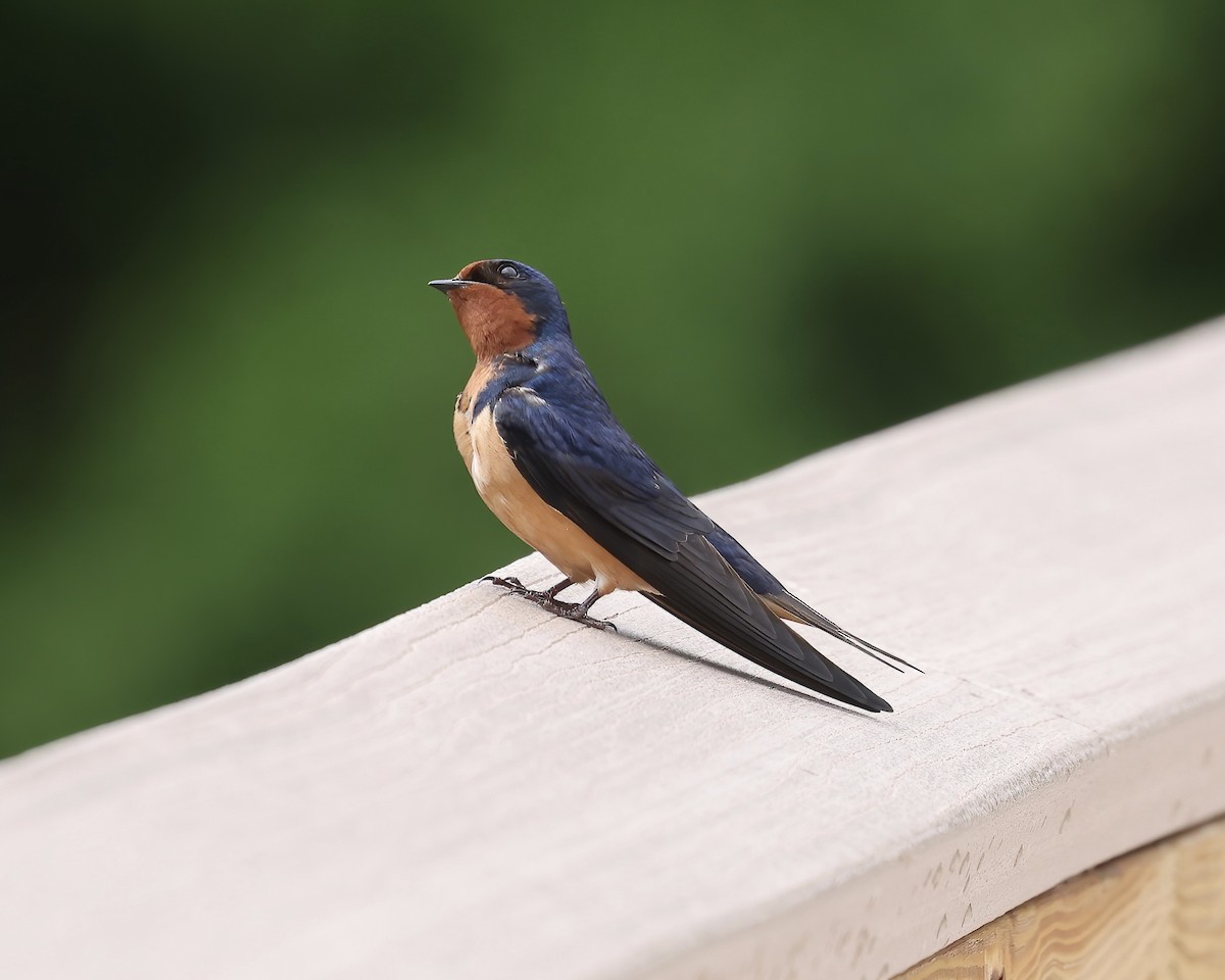 Barn Swallow - ML565085311
