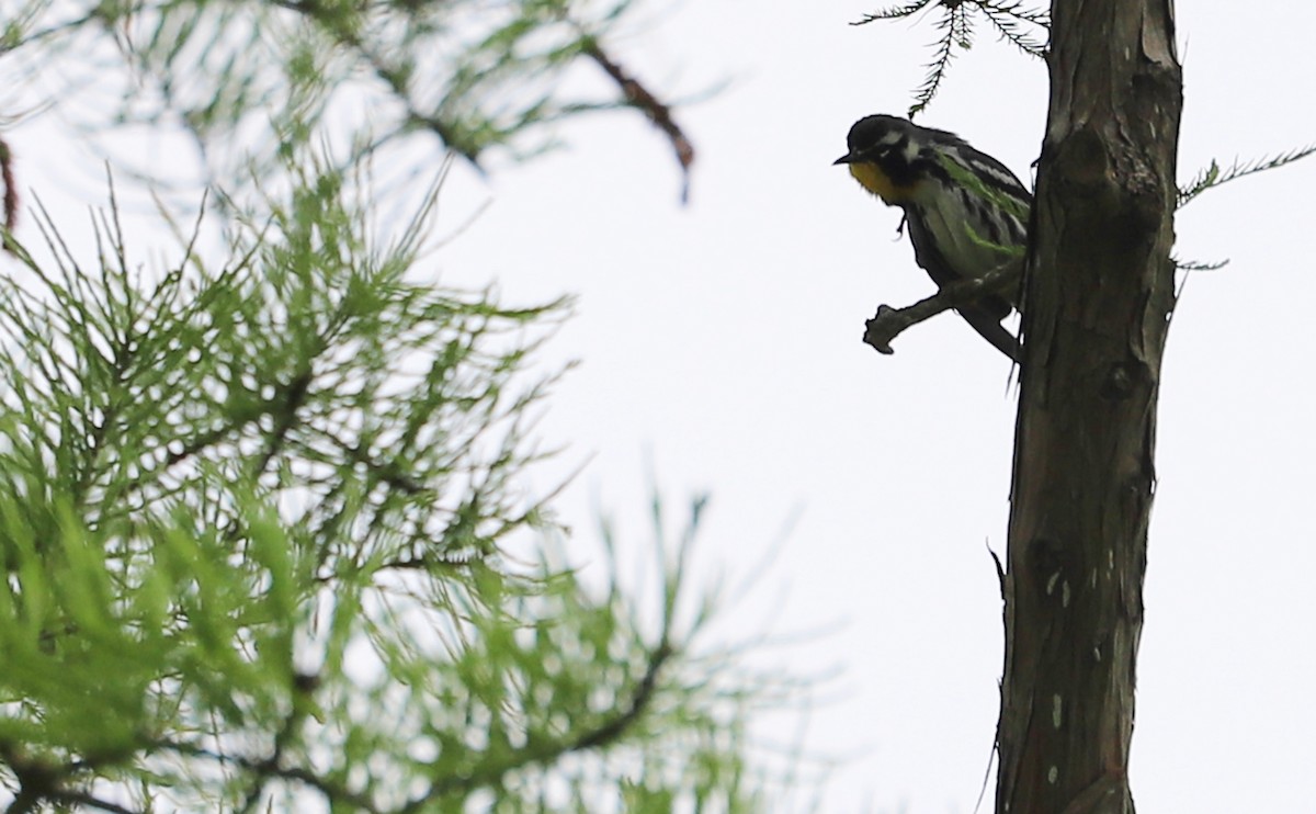 Yellow-throated Warbler - Rob Bielawski