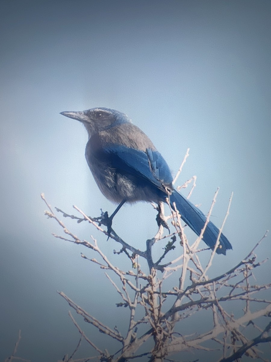 Woodhouse's Scrub-Jay - ML565085491