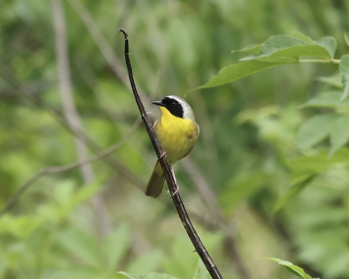 Common Yellowthroat - ML565085841