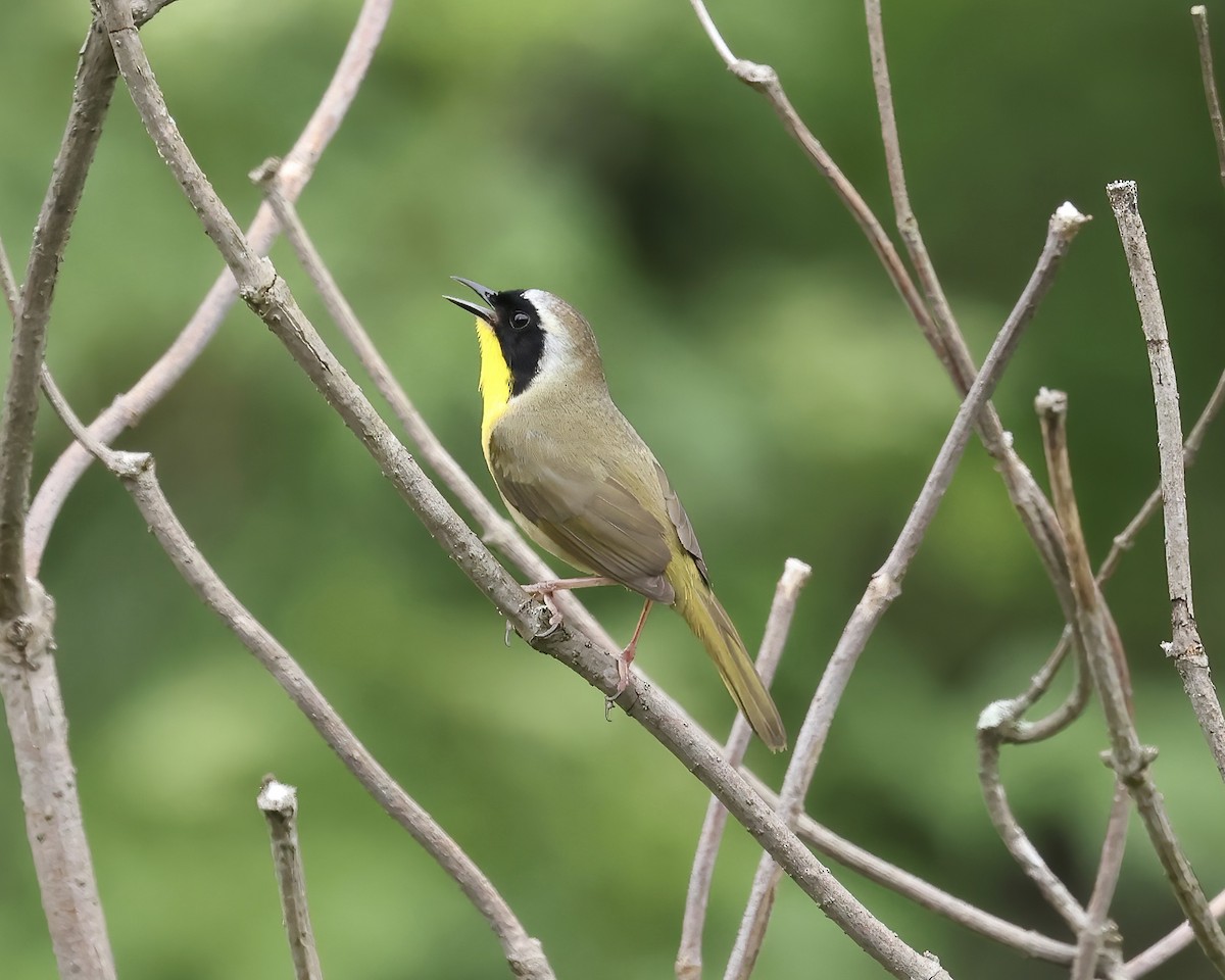 Common Yellowthroat - ML565085851