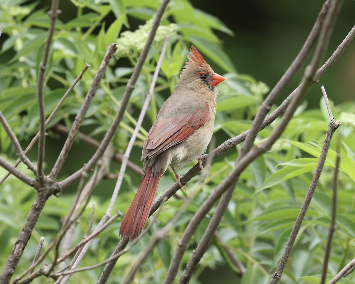 Cardinal rouge - ML565086051