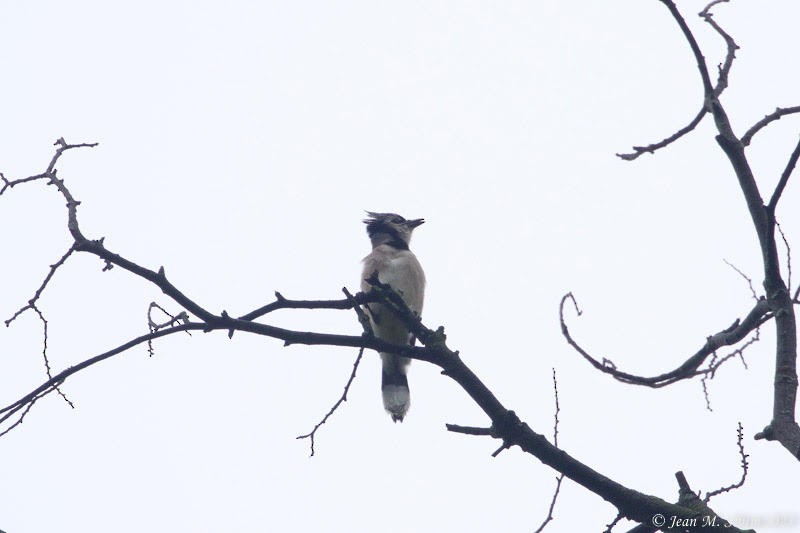 Blue Jay - ML565087061