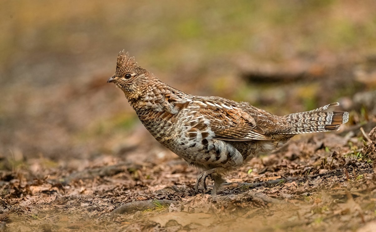 Ruffed Grouse - Cristina Araya