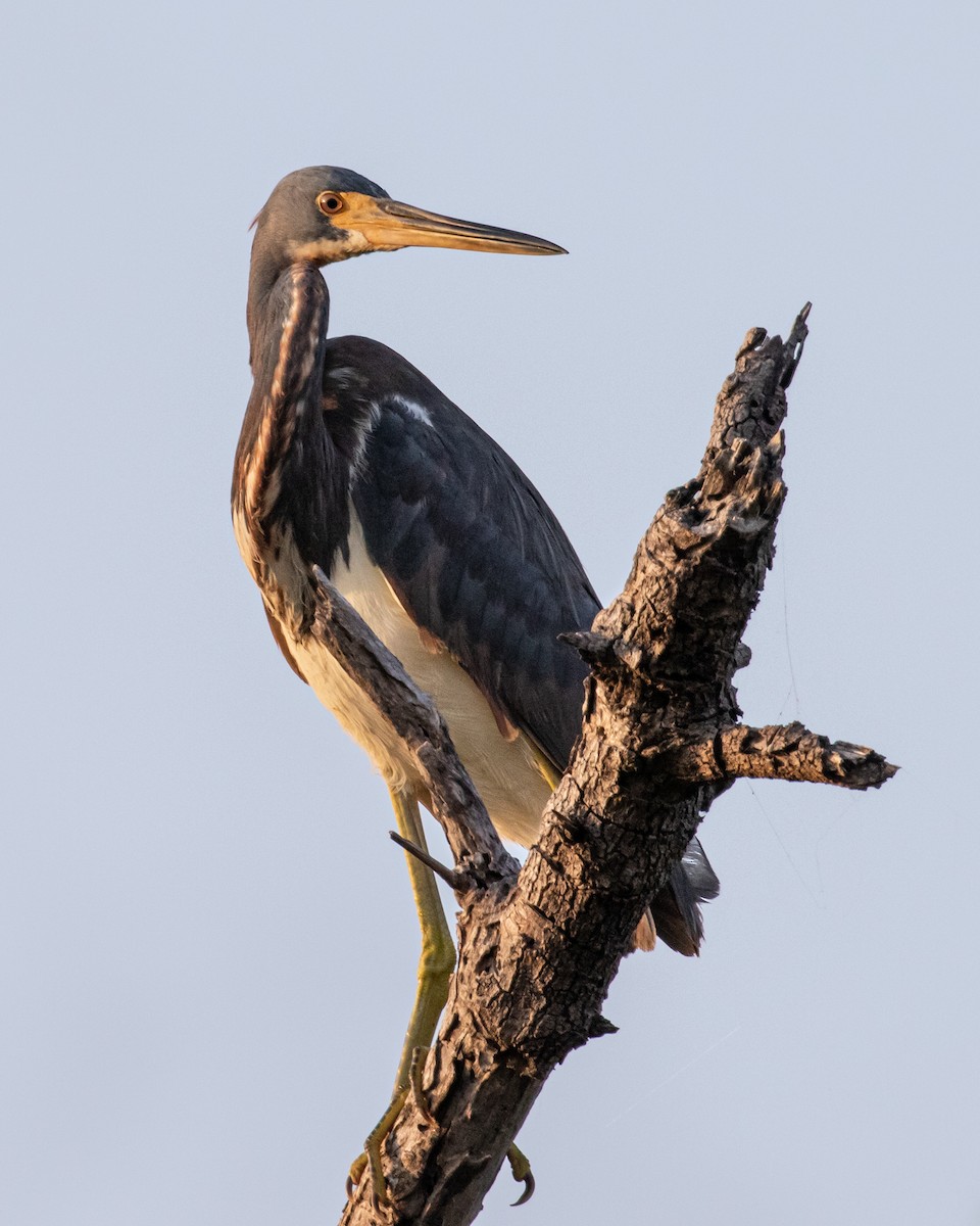 Tricolored Heron - ML565087181