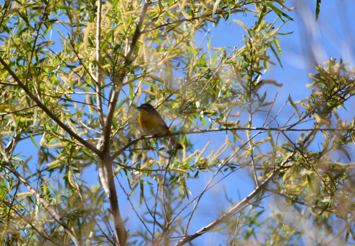 Yellow-breasted Chat - ML56508721