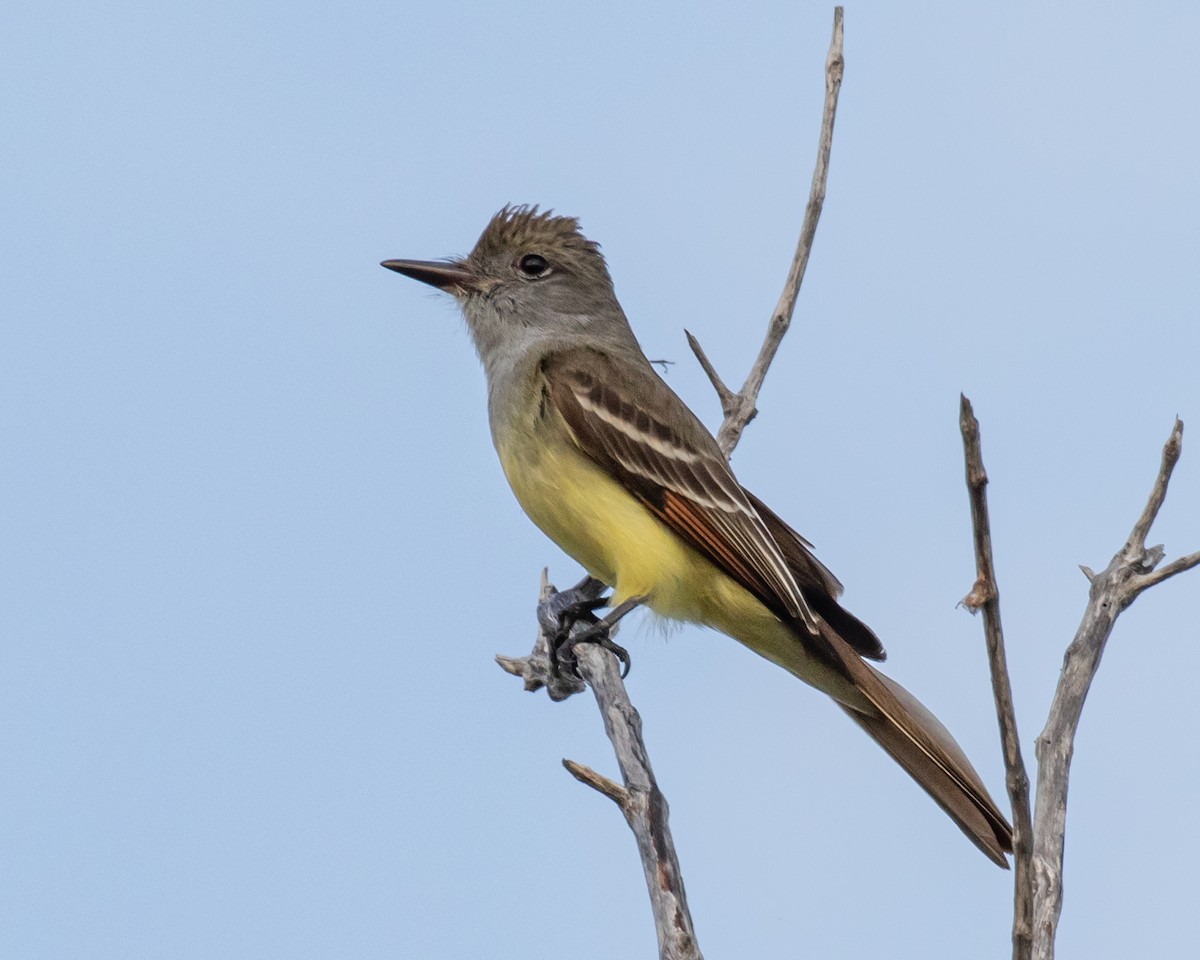 Great Crested Flycatcher - ML565087761