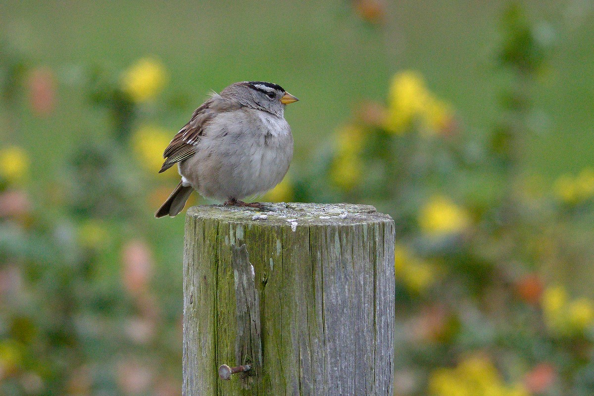 White-crowned Sparrow - ML565088361