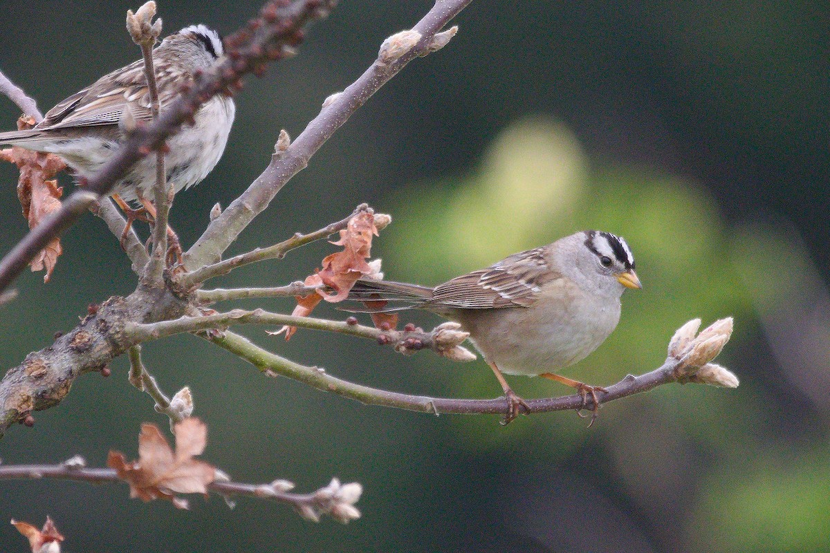 White-crowned Sparrow - ML565088371