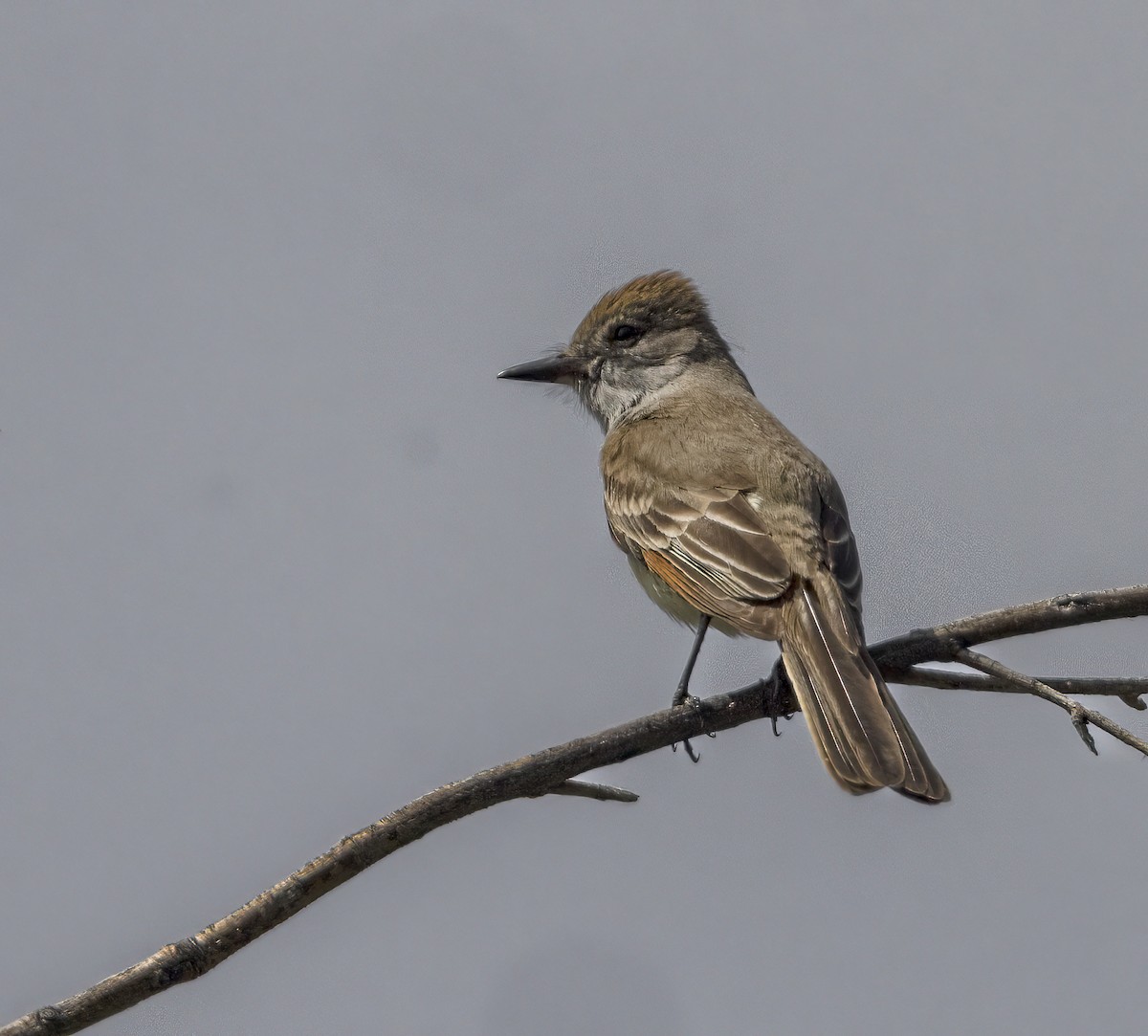 Ash-throated Flycatcher - ML565088831