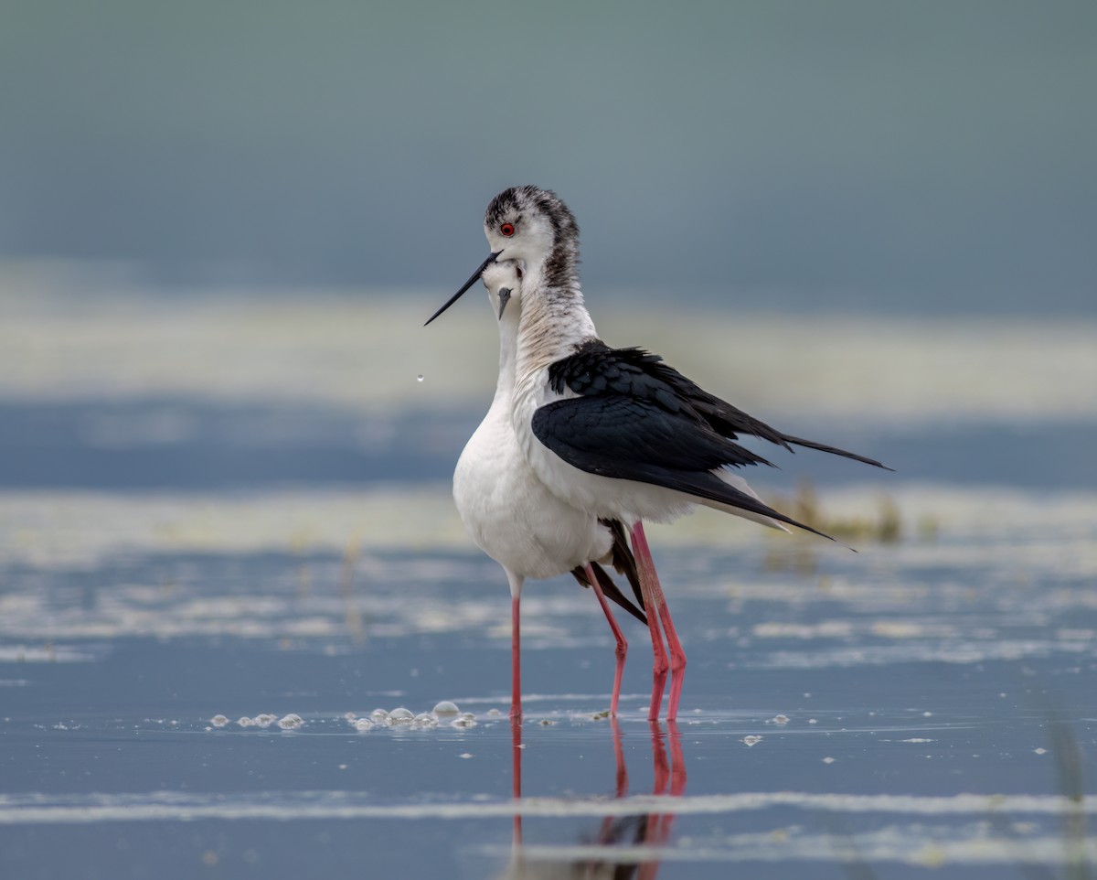 Black-winged Stilt - Katen Setrinen