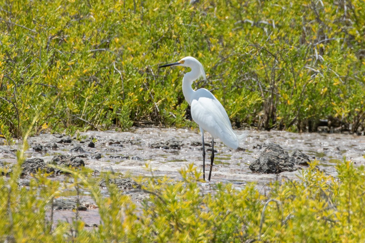 Snowy Egret - ML565089441