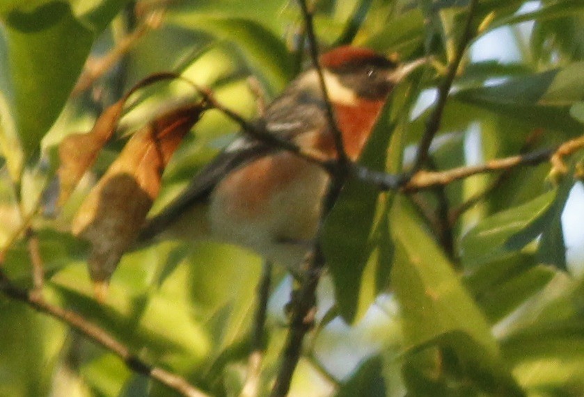 Braunkehl-Waldsänger - ML56509111