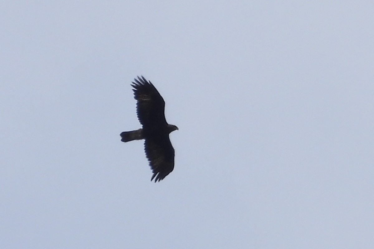 Golden Eagle - ML565091171