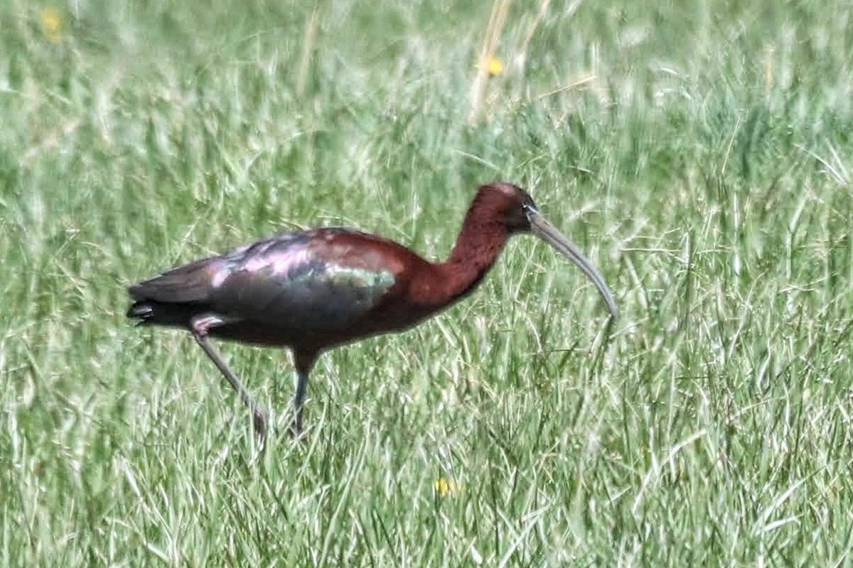 Glossy Ibis - ML565091581