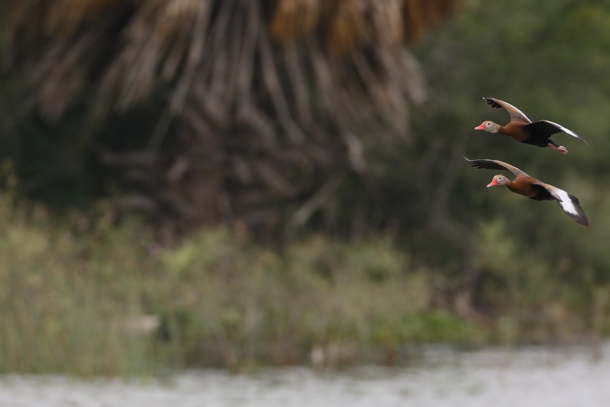 Black-bellied Whistling-Duck - Scott Carpenter