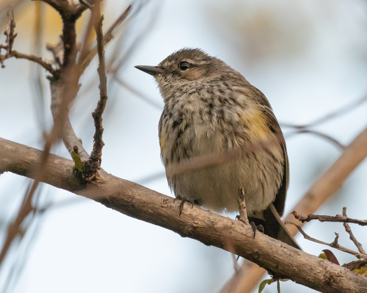 Yellow-rumped Warbler - ML565094311