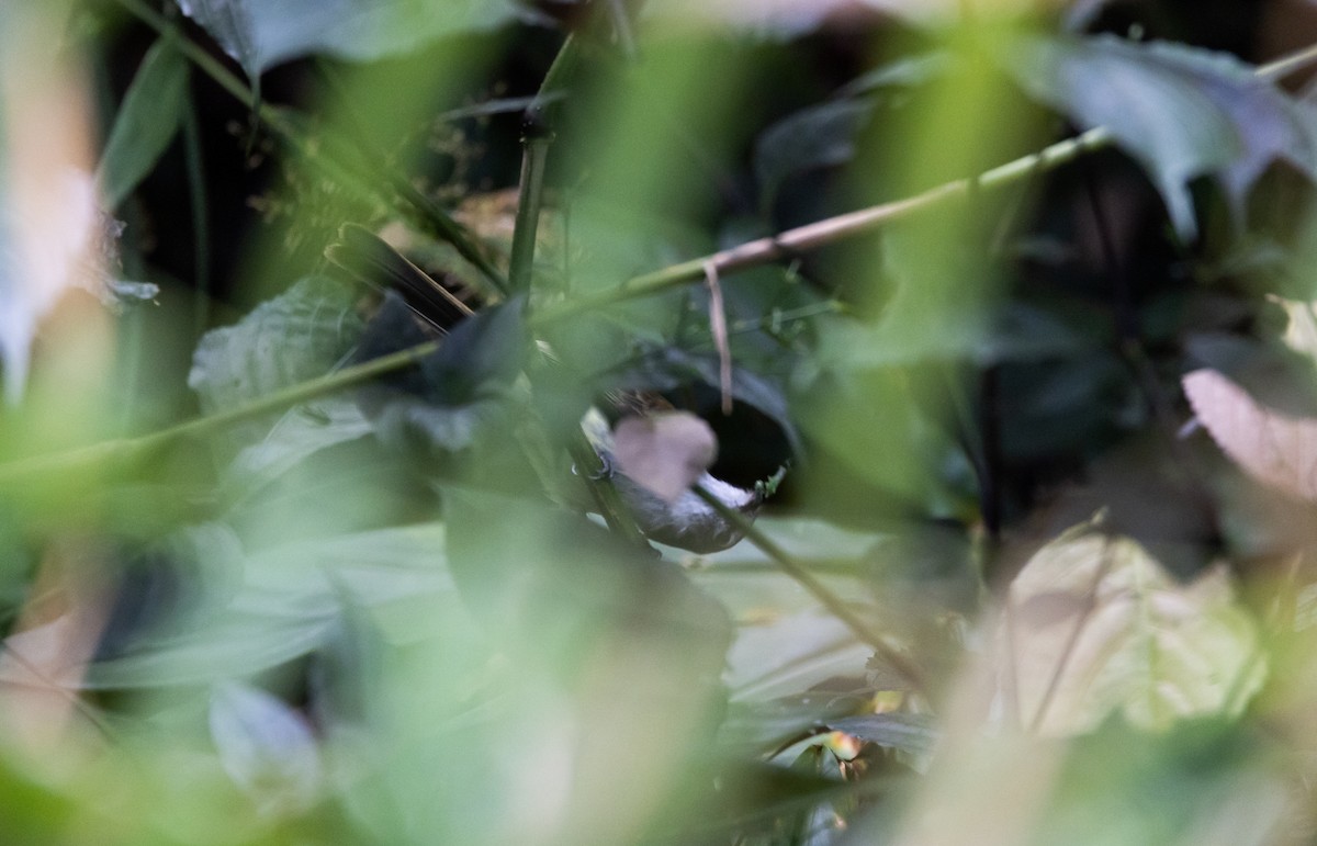 Jamaican Elaenia - Jay McGowan